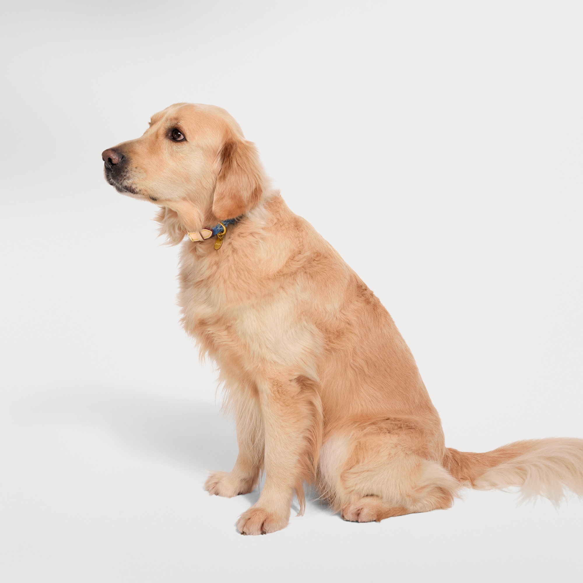 Dog Collars Pets Accessories Pets Accessories | LOUIS VUITTON